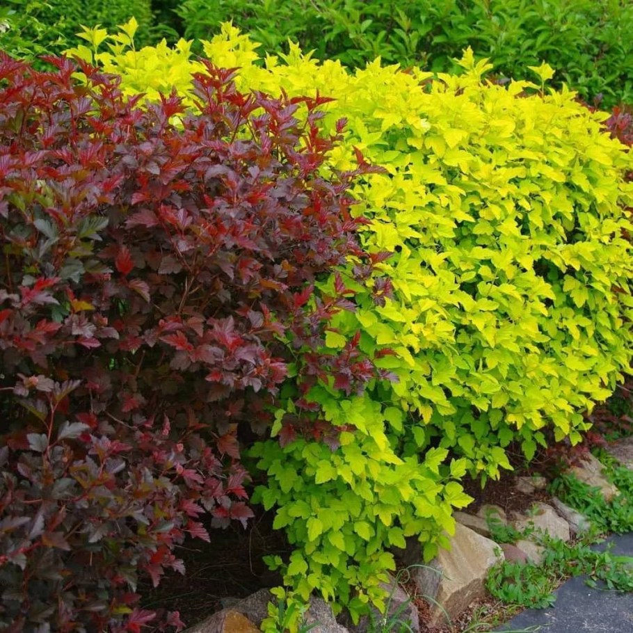 Пузыреплодник калинолистный Лютеус