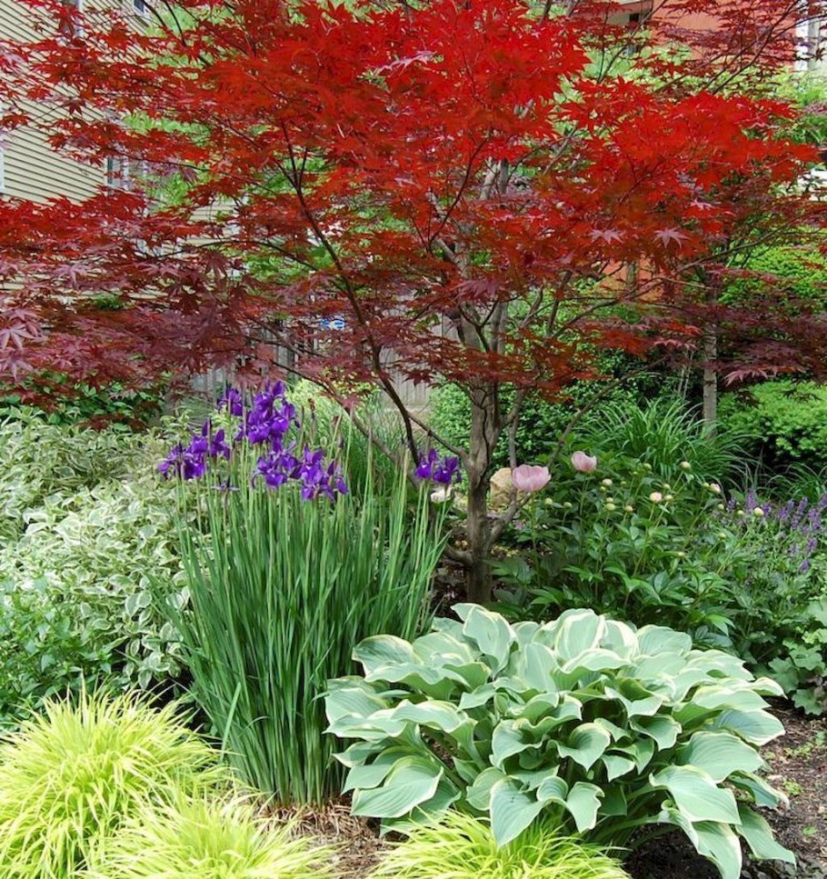 Скумпия бересклет