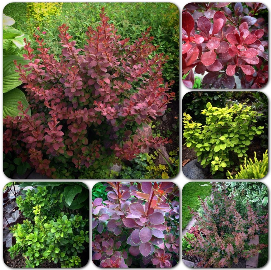 Барбарис Тунберга Coronita (Коронита)