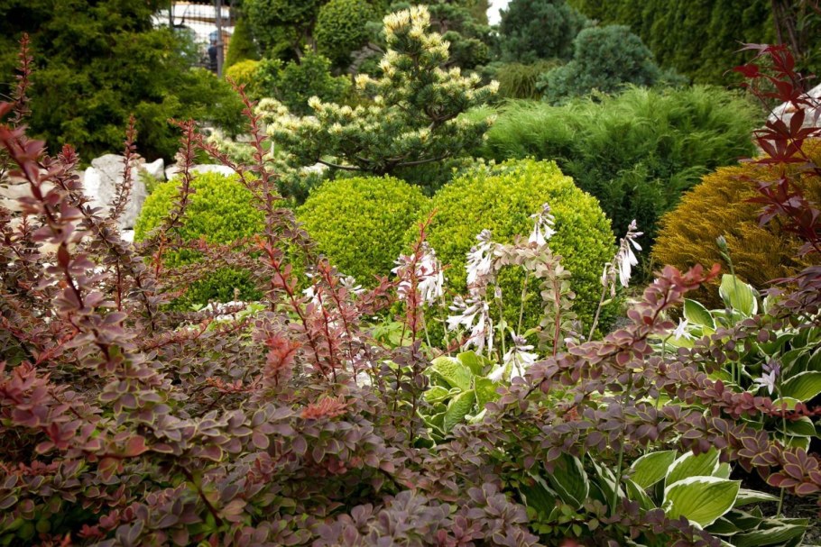 Барбарис.Тунберга рокарий