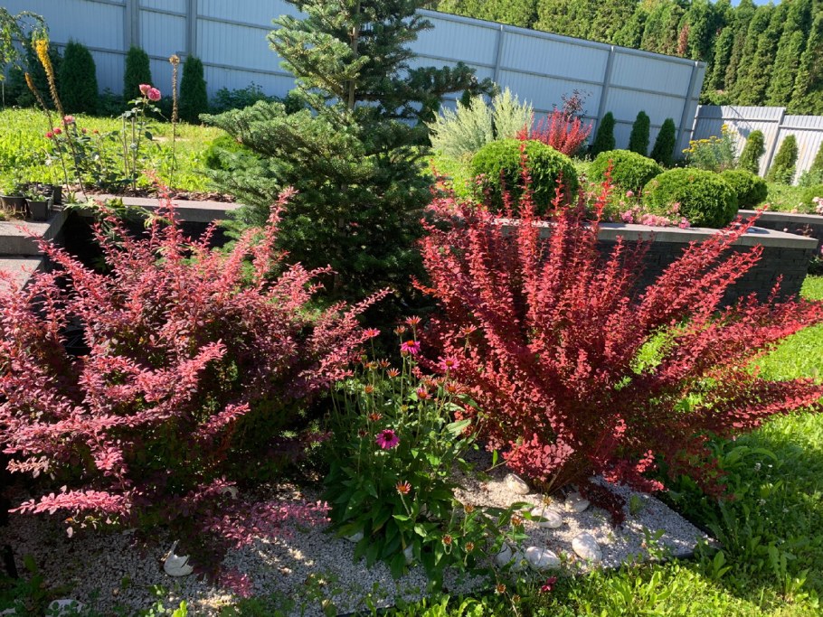 Барбарис Тунберга Red Dream