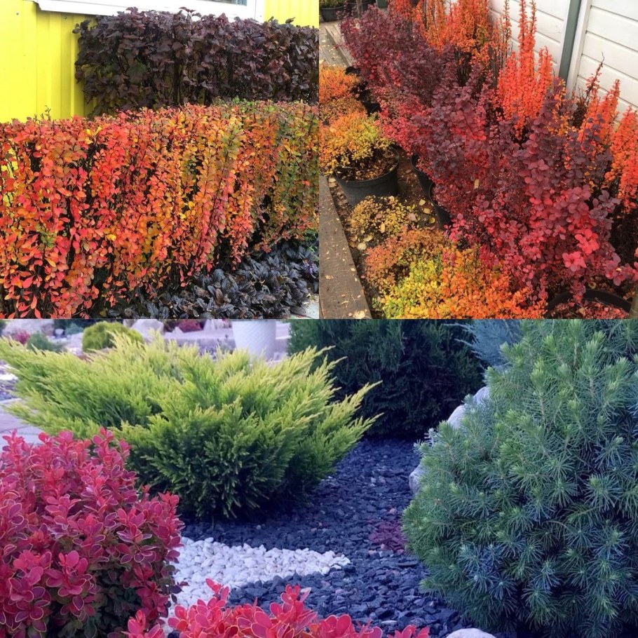 Барбарис Тунберга Атропурпуреа