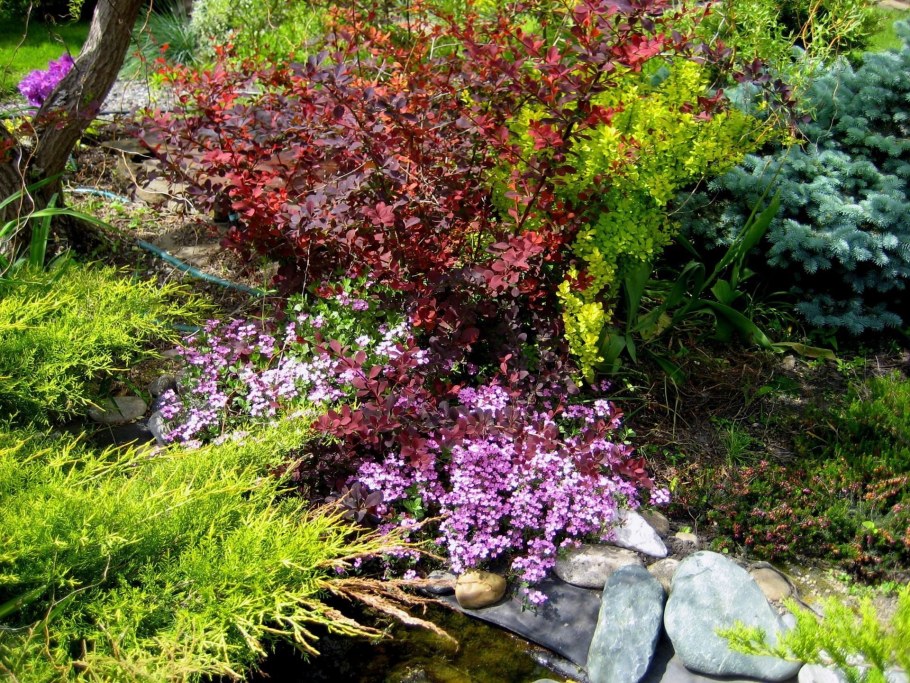 Барбарис Тунберга Атропурпуреа