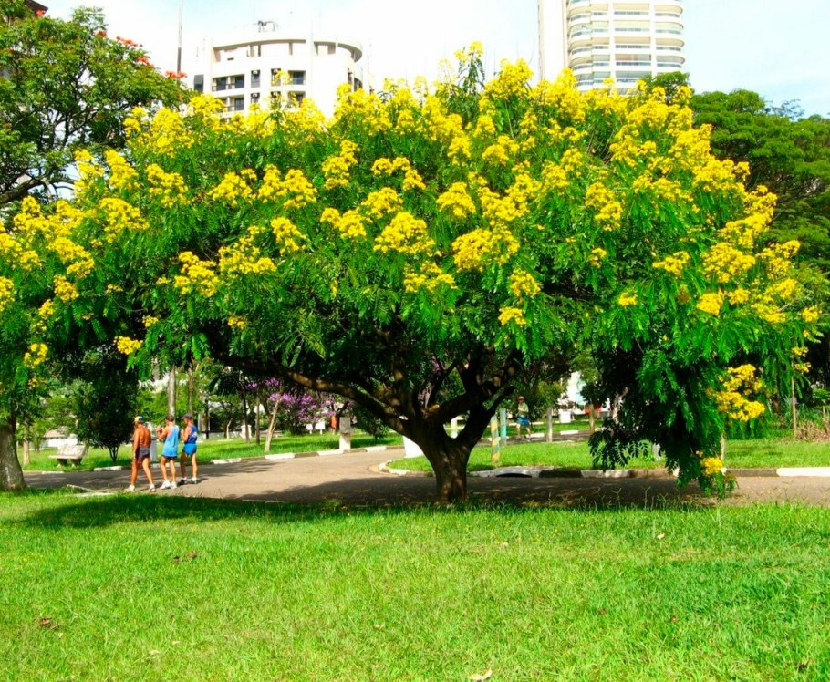 Акация желтая Карагана древовидная