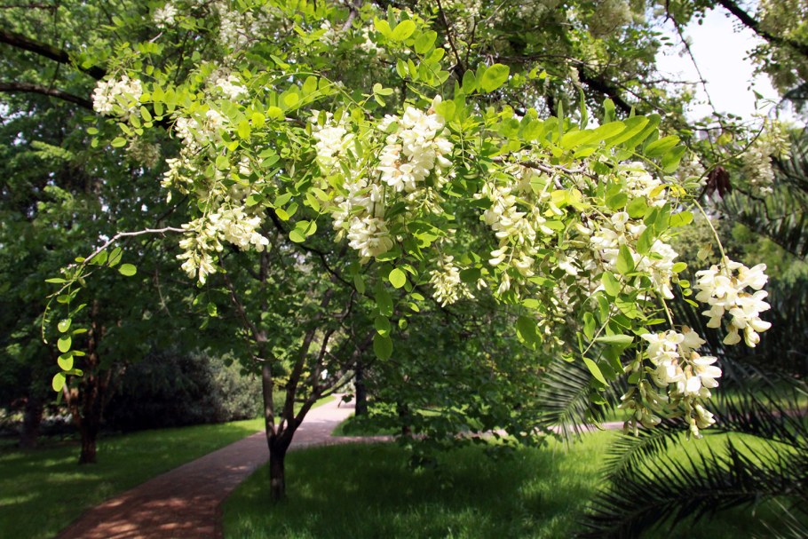 Белая Акация Робиния ложноакациевая