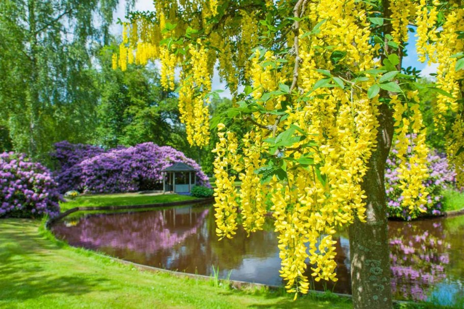 Бобовник Альпийский