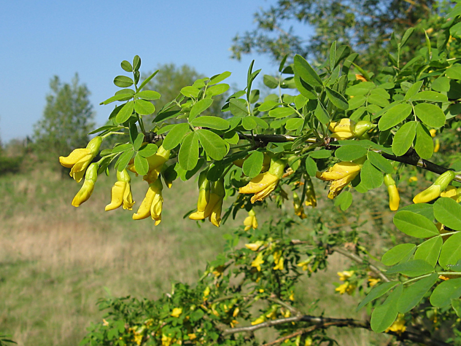 Акация желтая Caragana arborescens