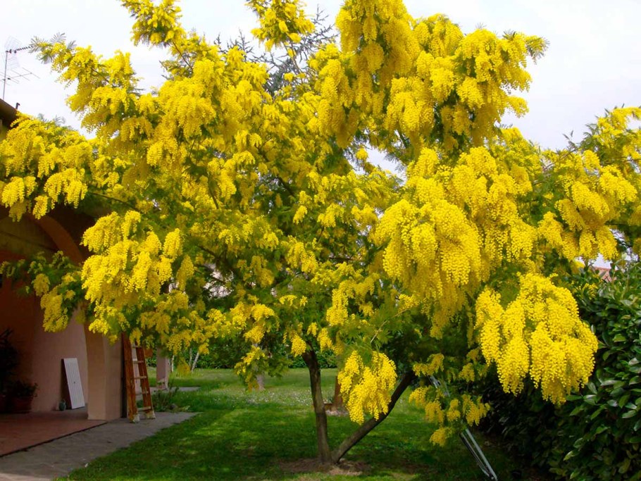 Акация dealbata