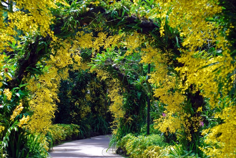 Плантации мимозы в Абхазии