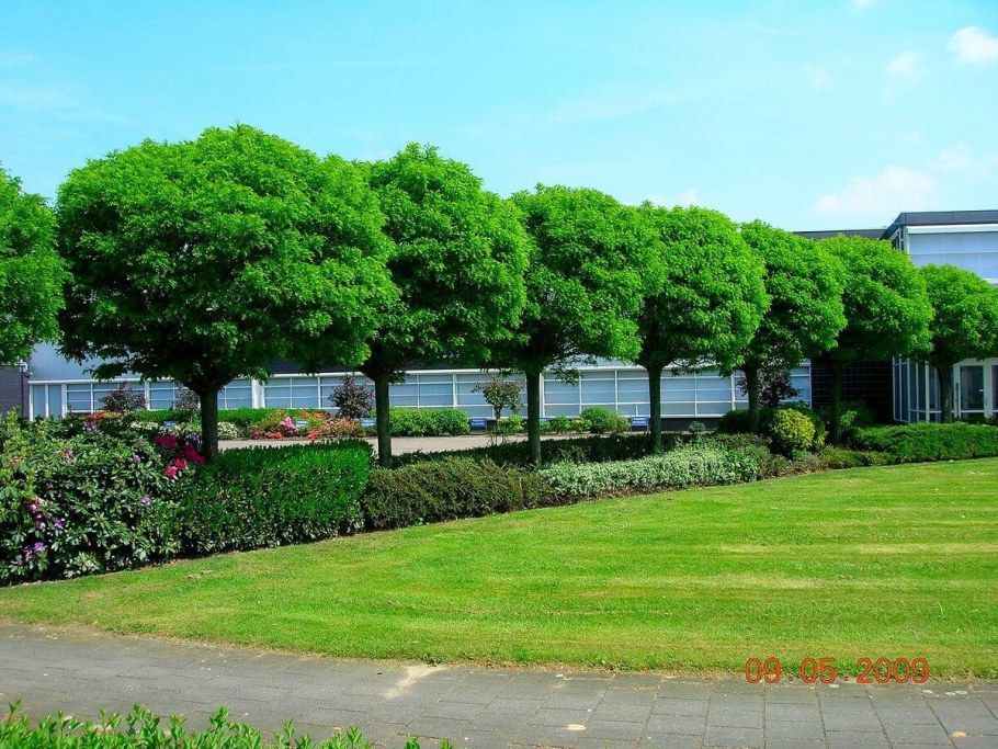 Акация шаровидная Умбракулифера