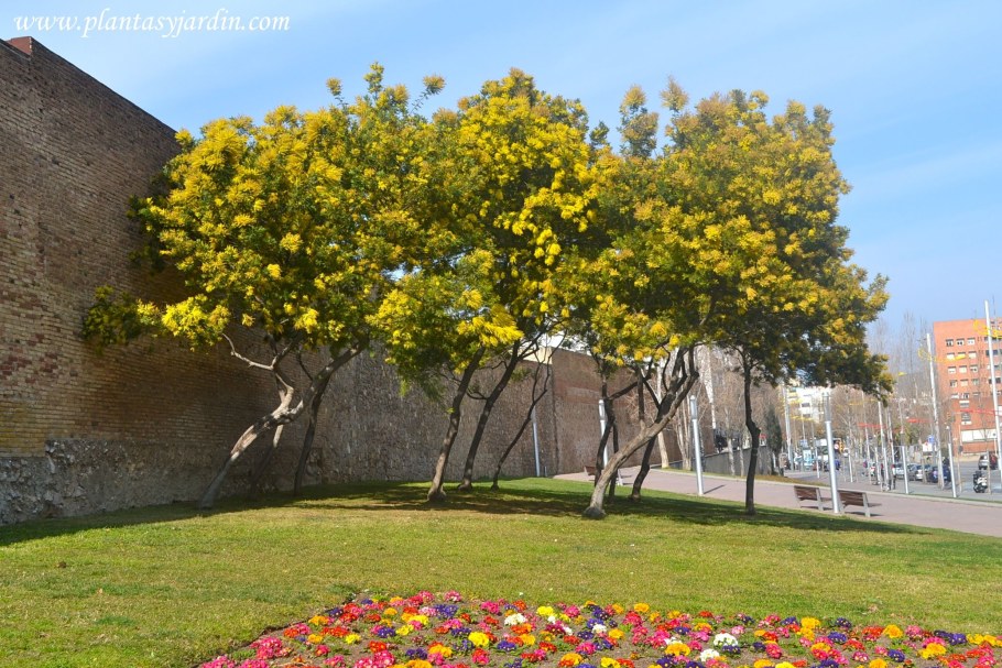 Карагана древовидная Живая изгородь