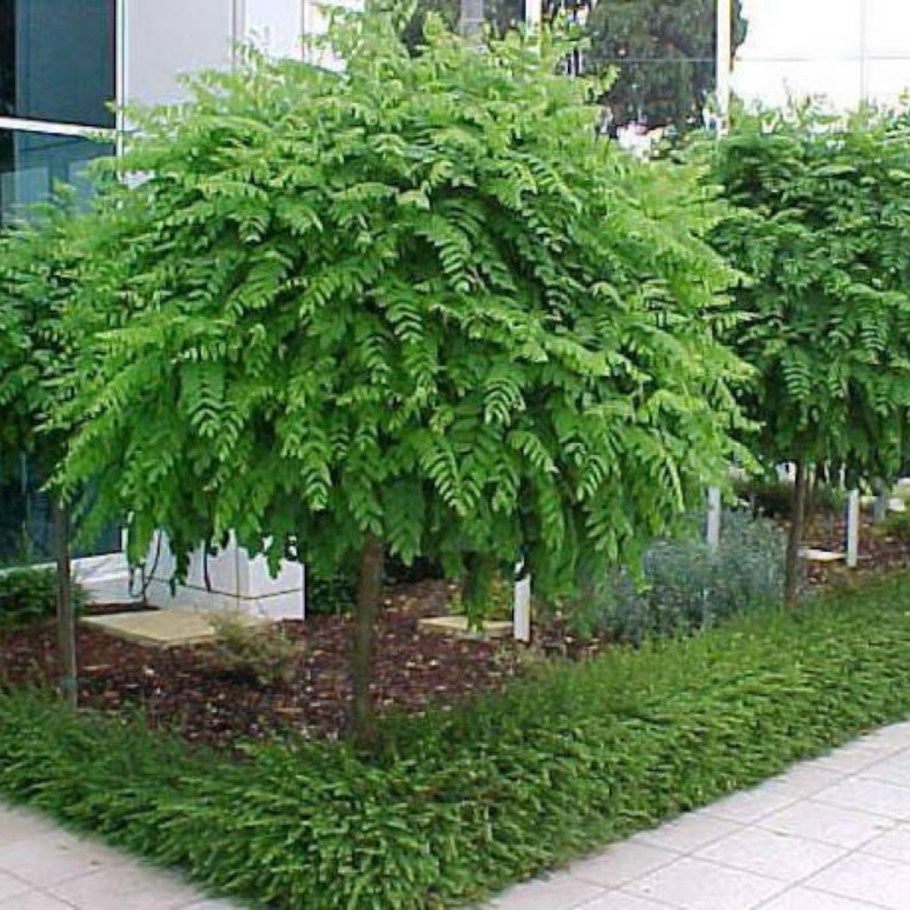 Робиния Лжеака́ция (Umbraculifera)