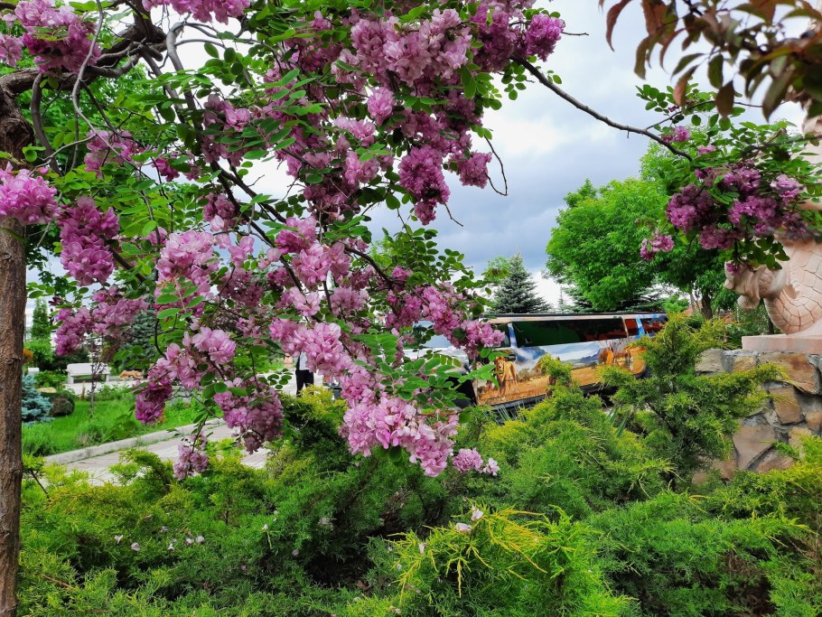 Робиния клейкая Акация розовая