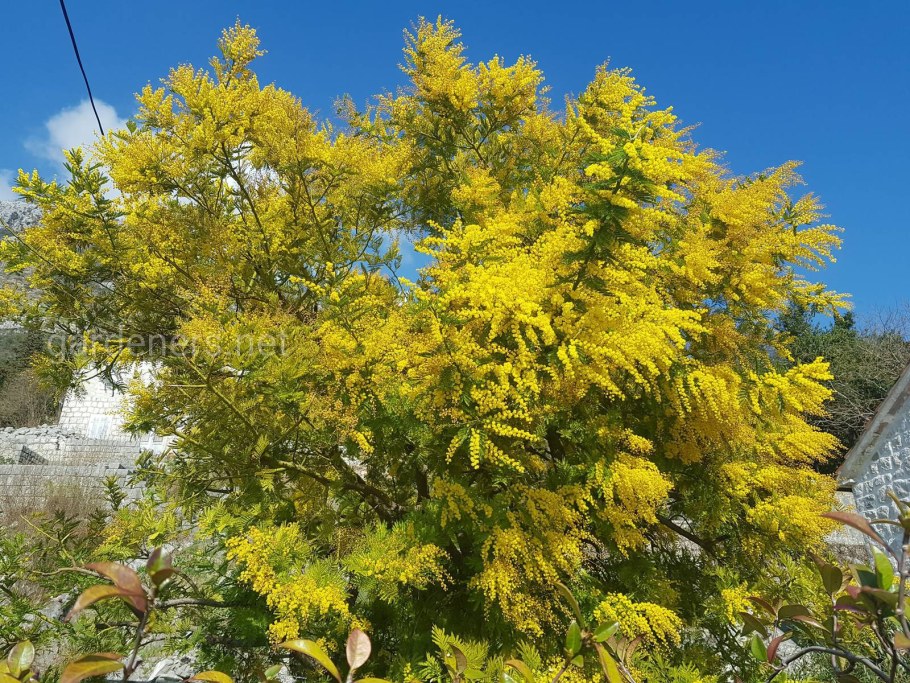 Мимоза в Абхазии