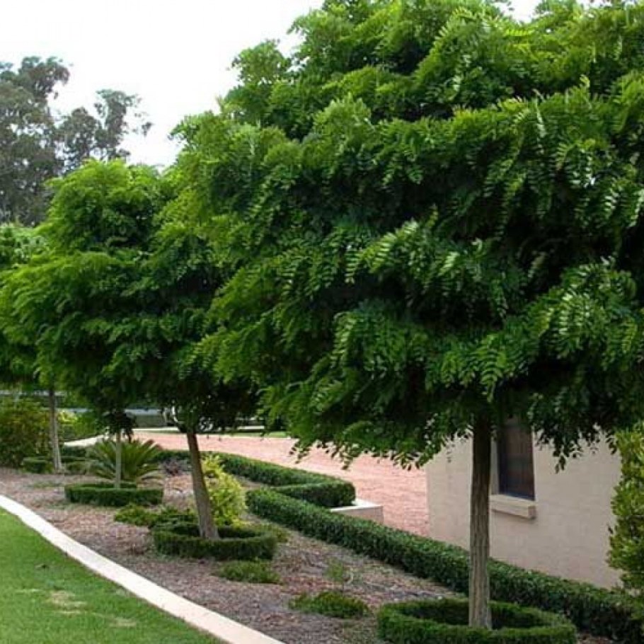 Акация Умбракулифера