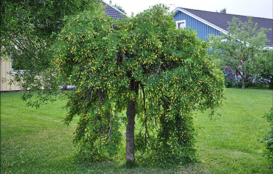Карагана древовидная (Caragana arborescens)