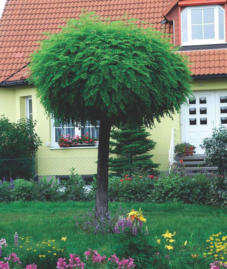 Робиния псевдоакация Умбракулифера