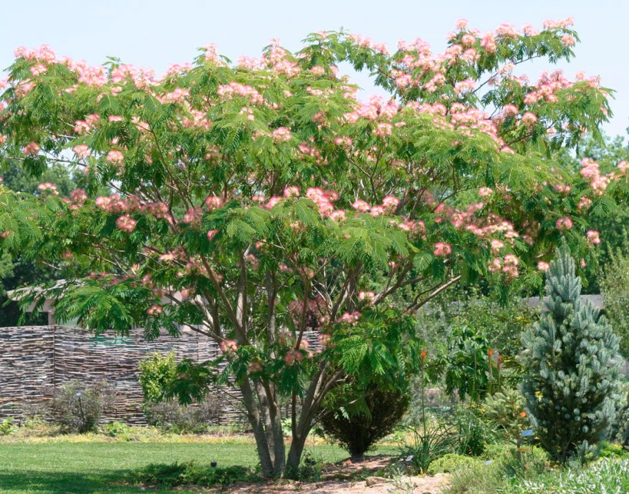 Альбиция ленкоранская куст