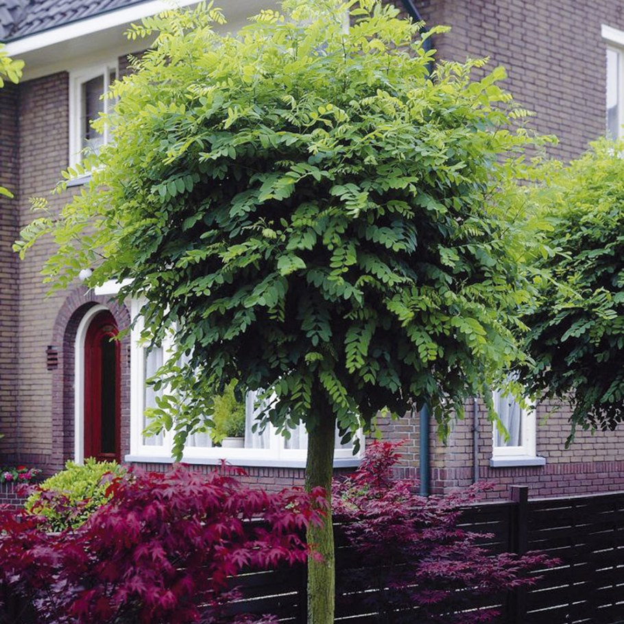 Робиния псевдоакация Umbraculifera