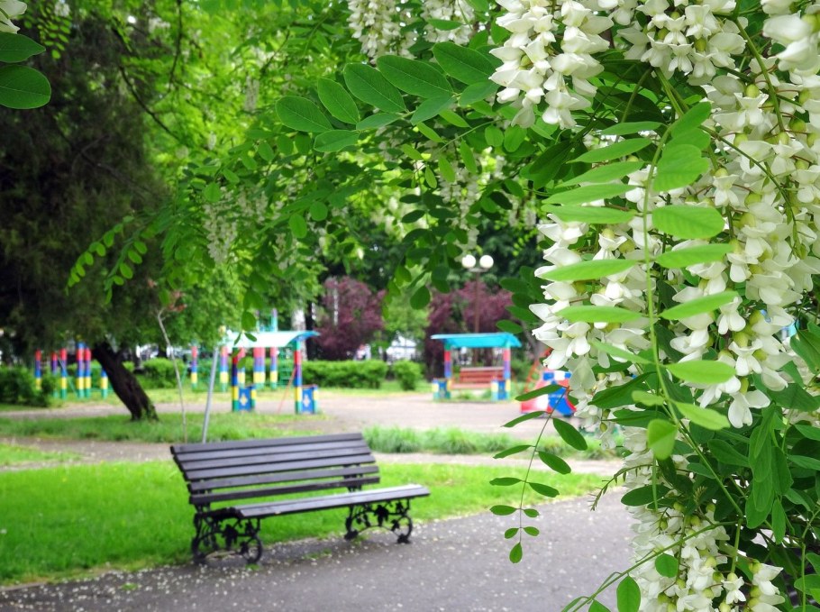 Цветущая белая Акация