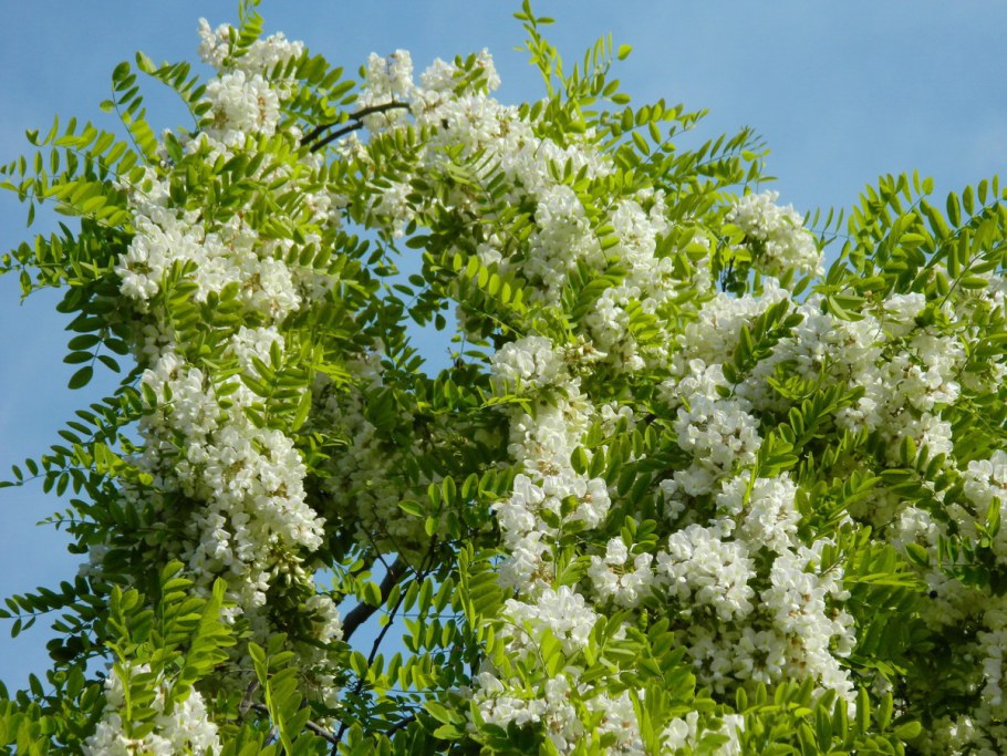 Акация белая (Робиния)