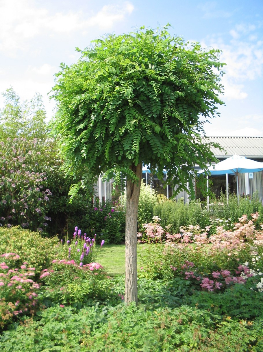 Робиния Umbraculifera Пендула