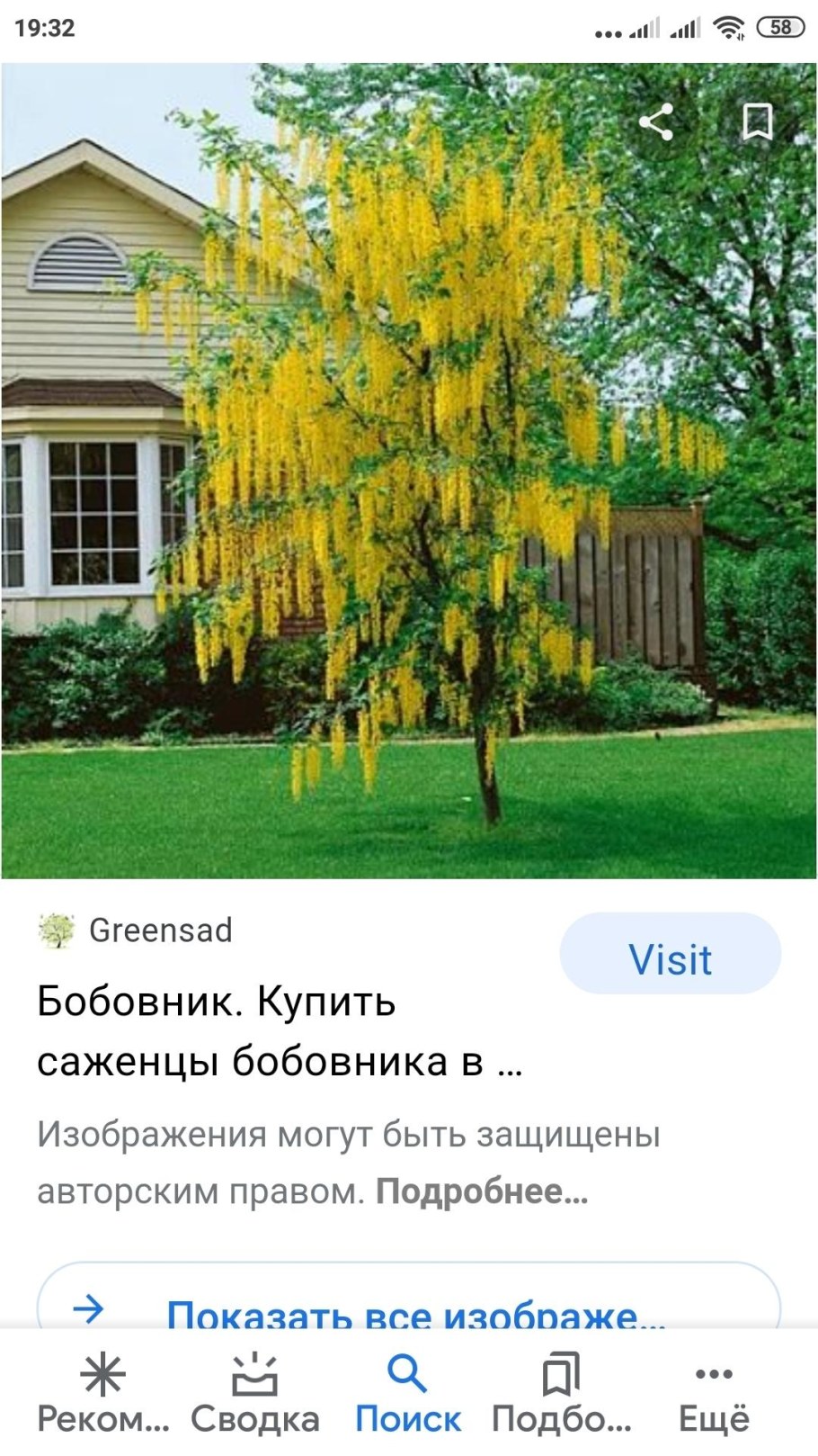 Ракитник бобовник