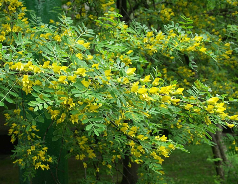 Карагана Акация древовидная Caragana arborescens