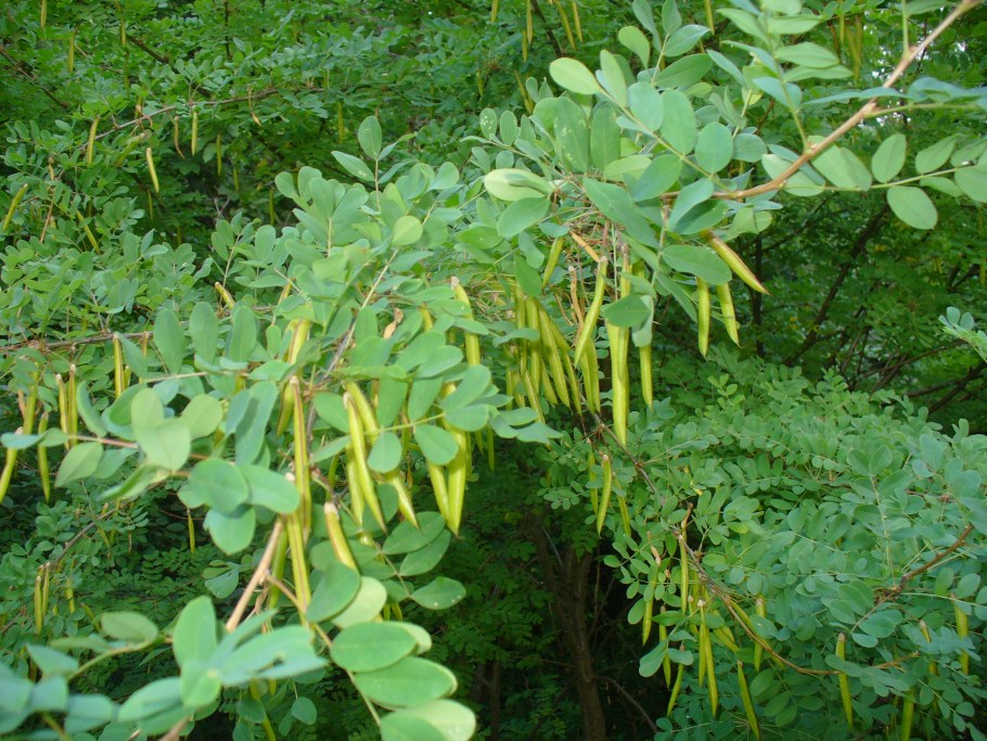 Древовидная Акация семена