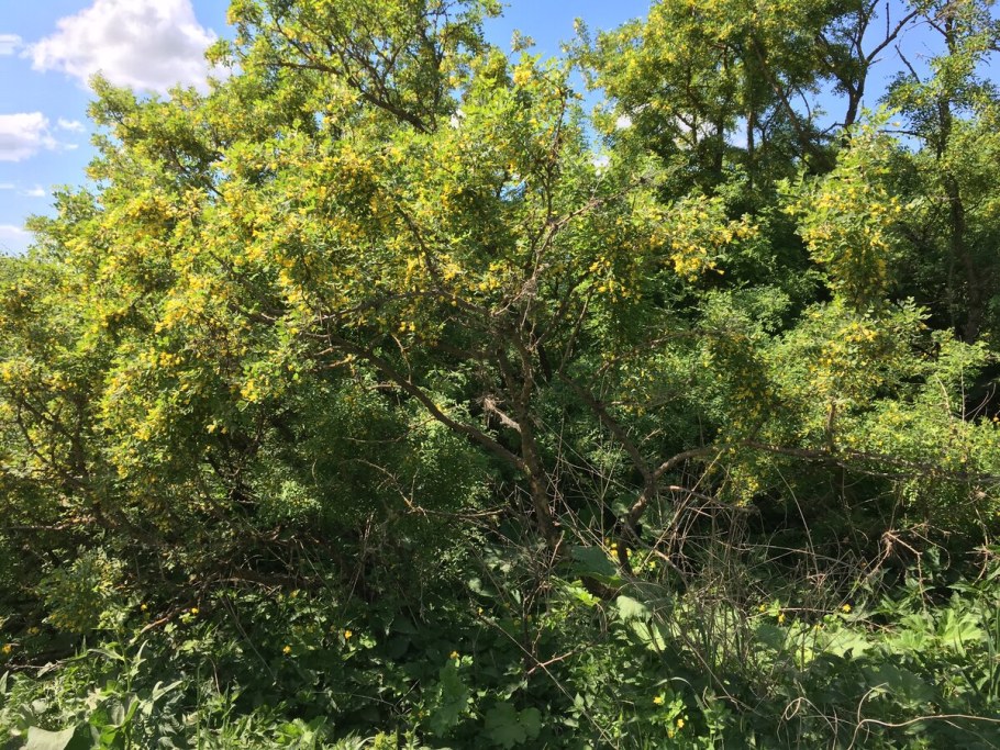 Акация Карагана