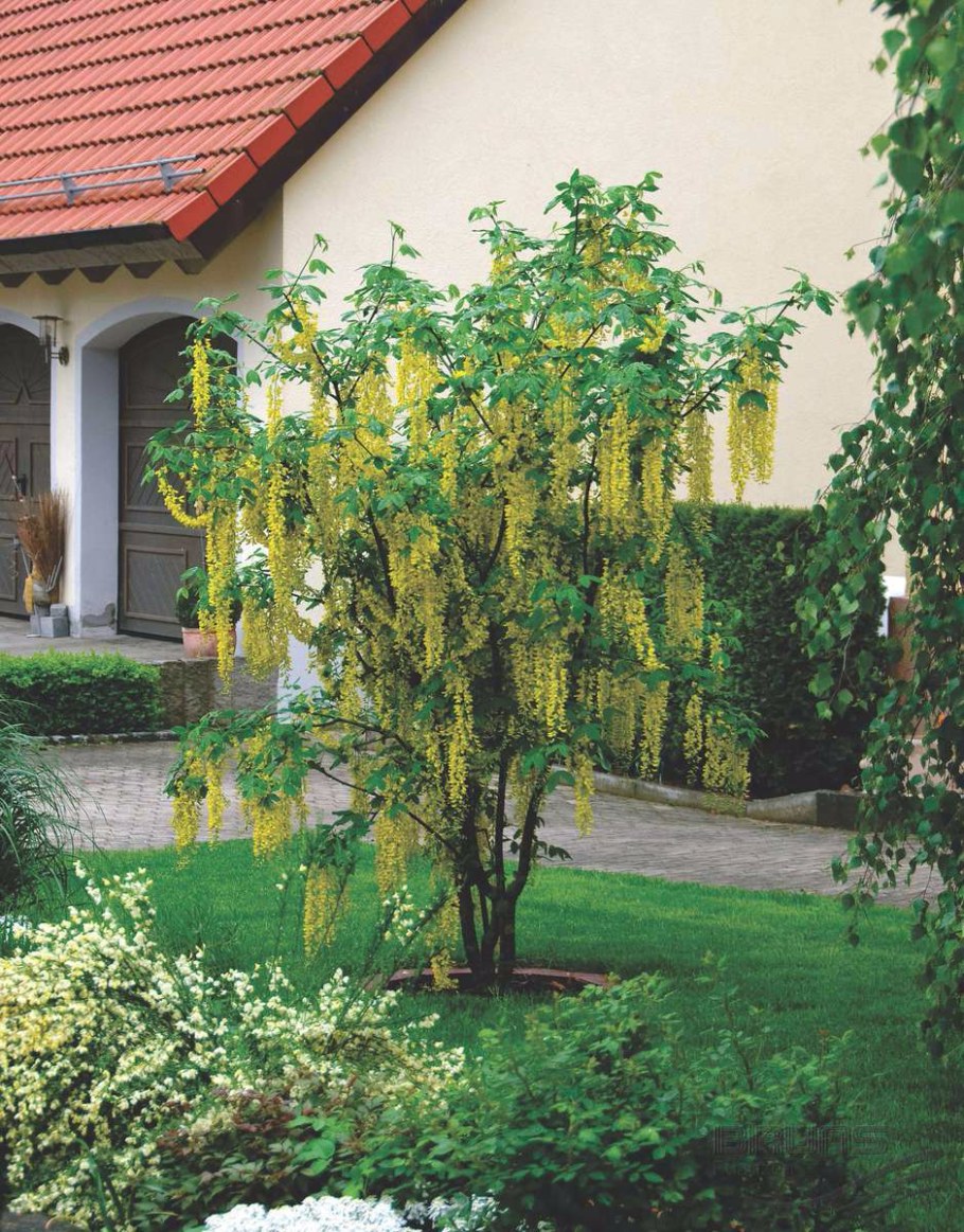 Бобовник Ватерера