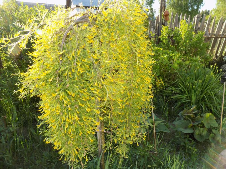 Карагана древовидная Lorbergii