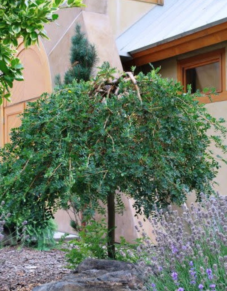 Карагана древовидная Пендула