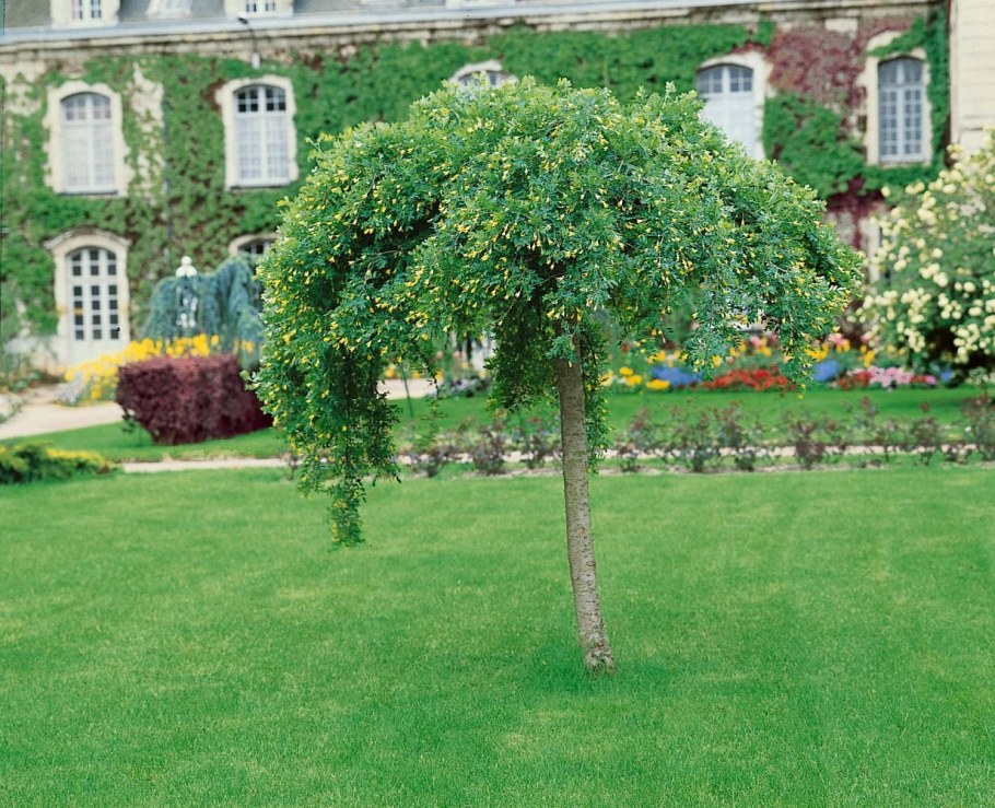 Карагана древовидная Пендула