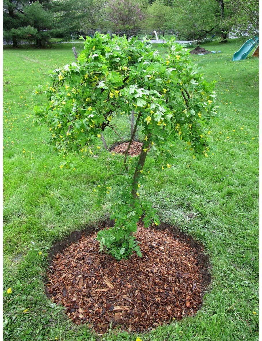 Карагана древовидная