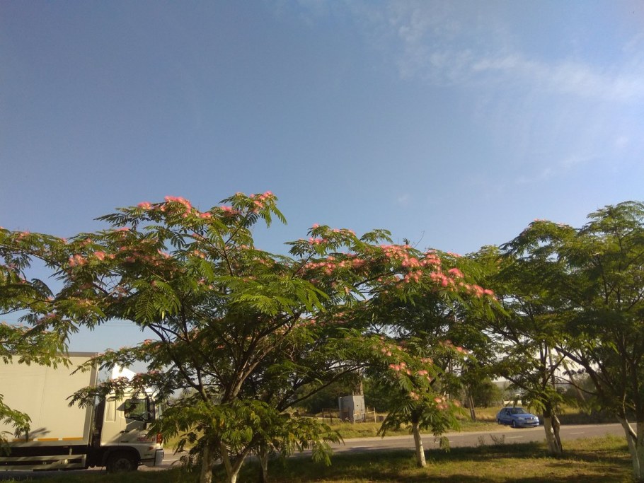 Альбиция ленкоранская Акация