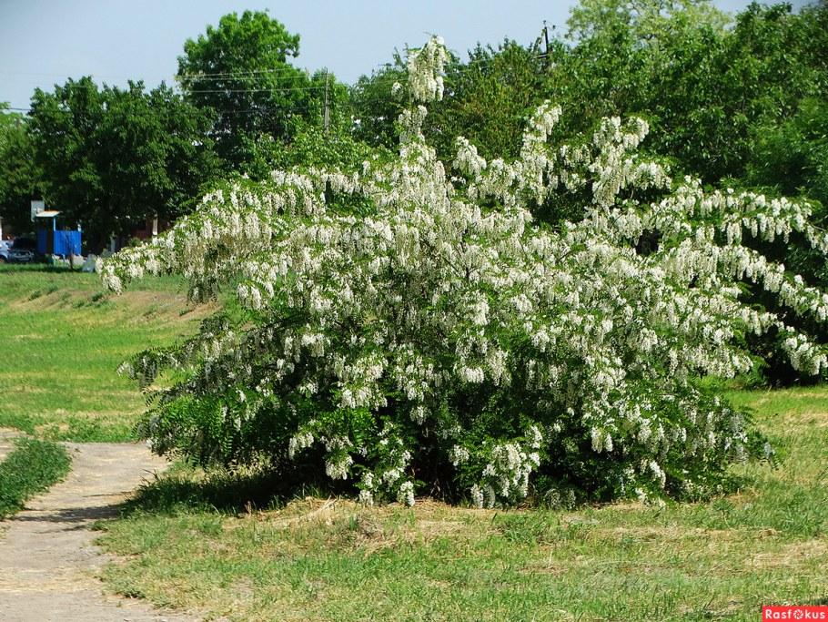 Робиния Лжеакация куст