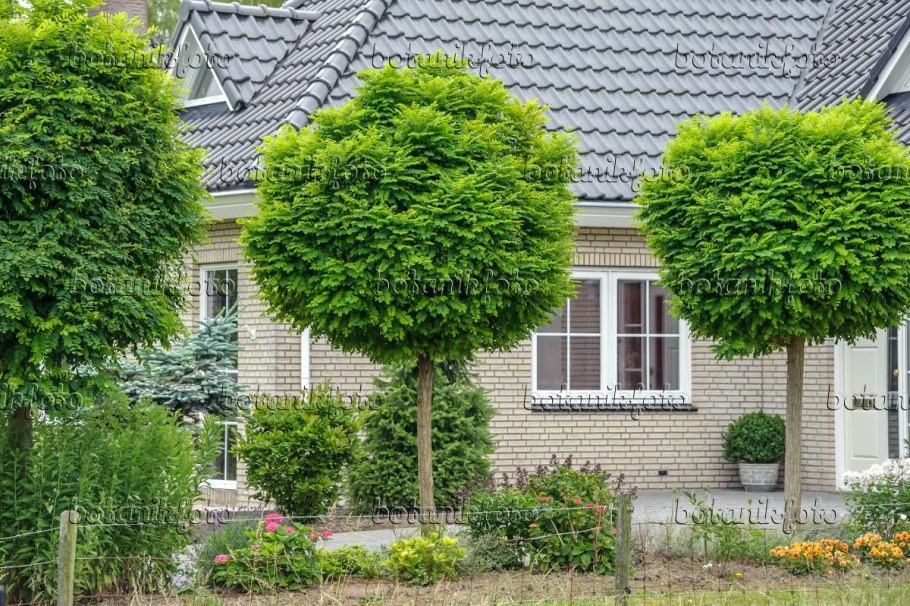 Робиния Лжеакация Умбракулифера