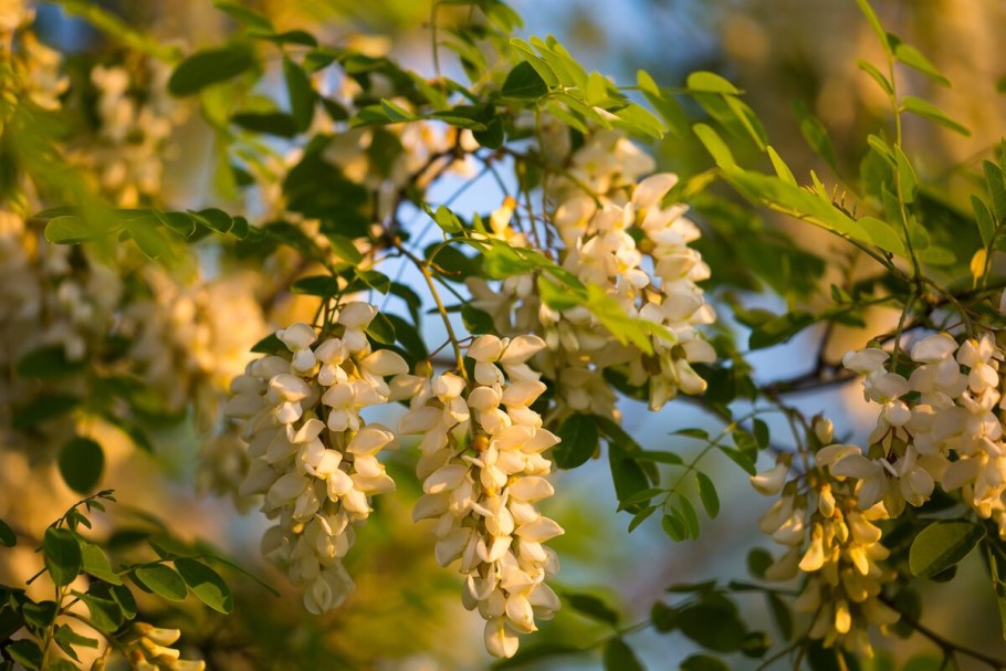 Акация белая (Робиния)