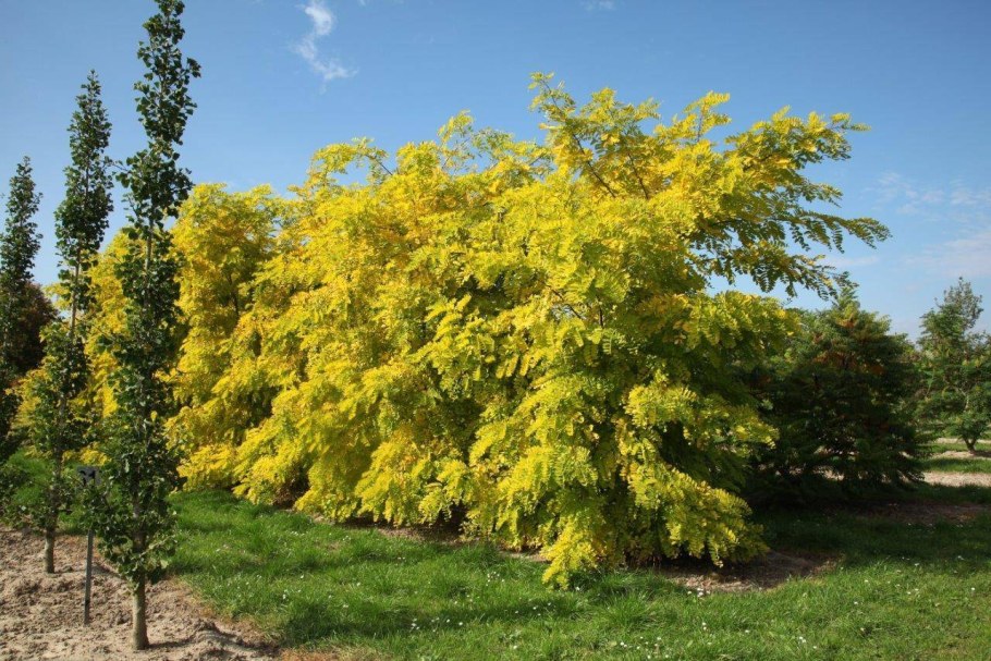 Акация желтая (Карагана древовидная) (с3)