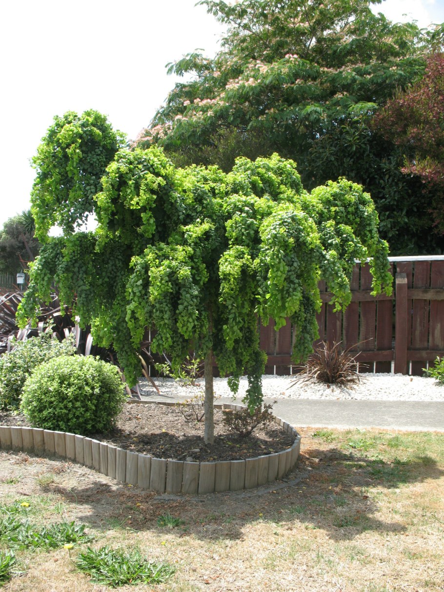 Робиния Лжеакация Пендула