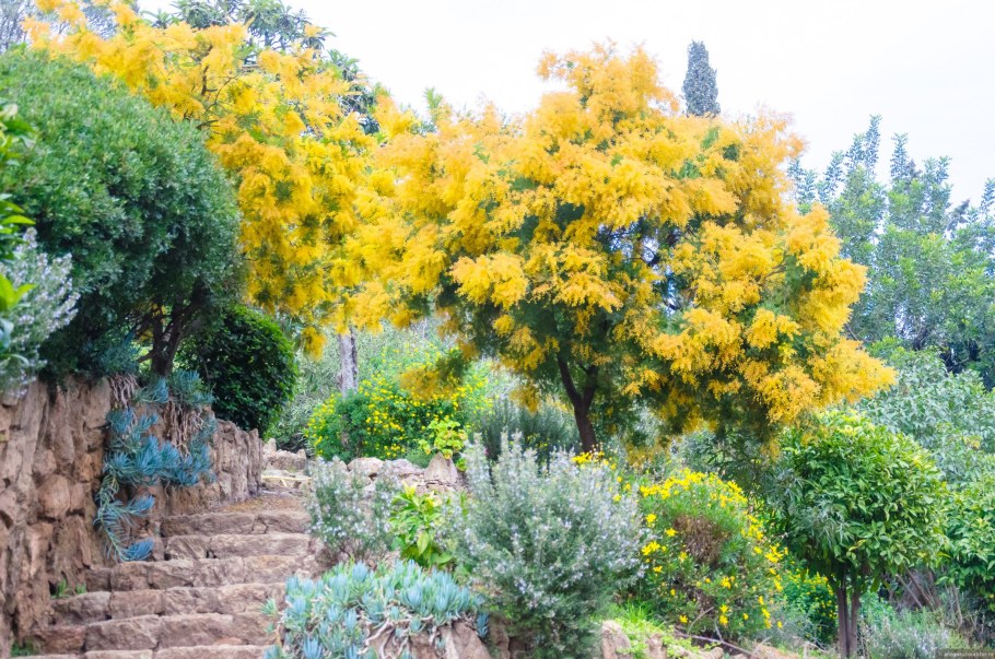 Мимозовые аллеи Абхазия