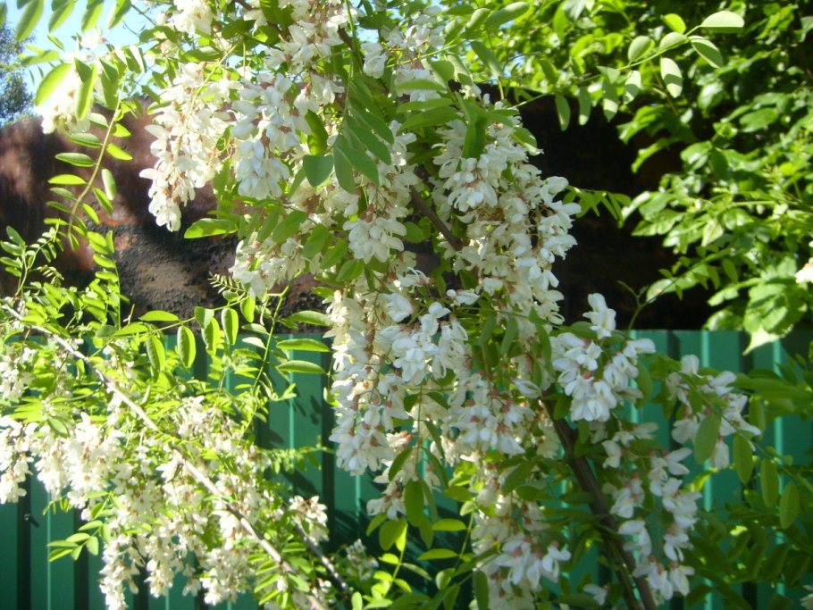 Белая Акация Робиния ложноакациевая