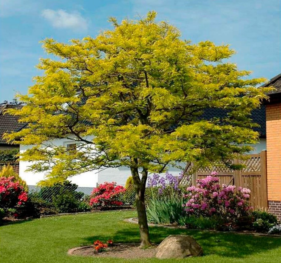 Гледичия трехколючковая дерево