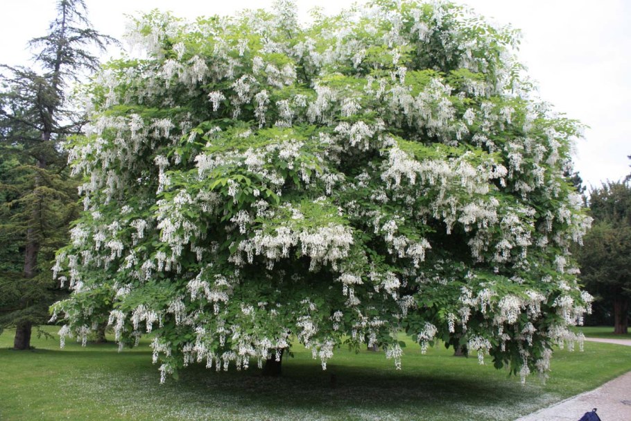 Акация белая (Робиния)