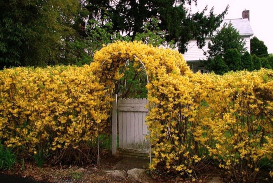 Форзиция Живая изгородь