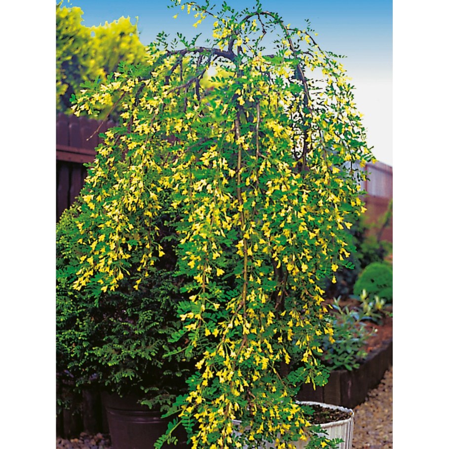 Карагана Пендула