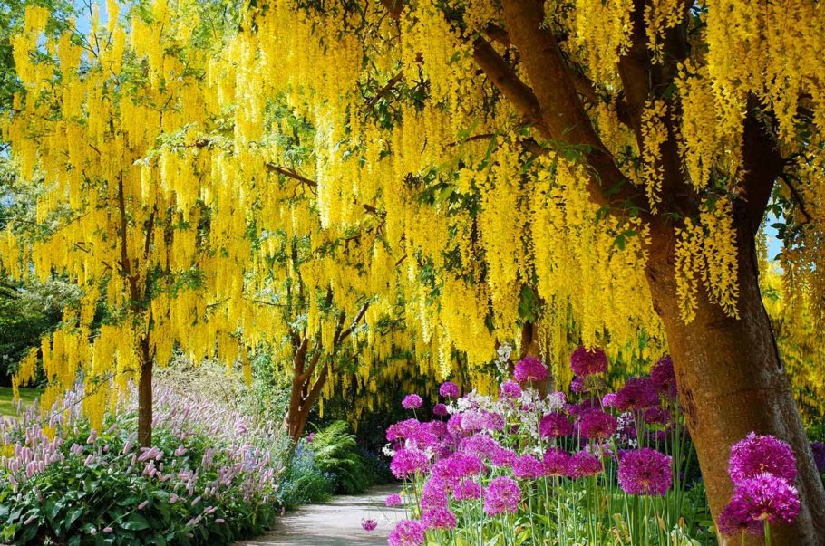 Бобовник золотой дождь