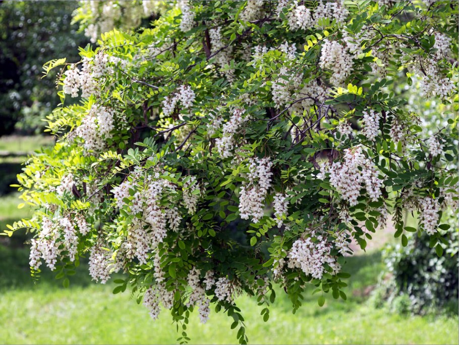 Робиния ложноакациевая