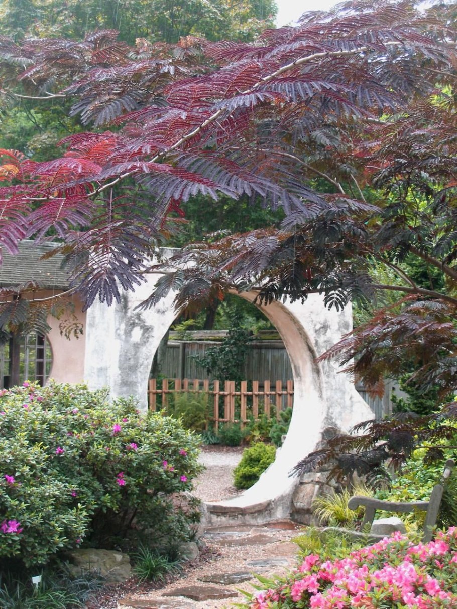 Ленкоранская Акация шоколадная